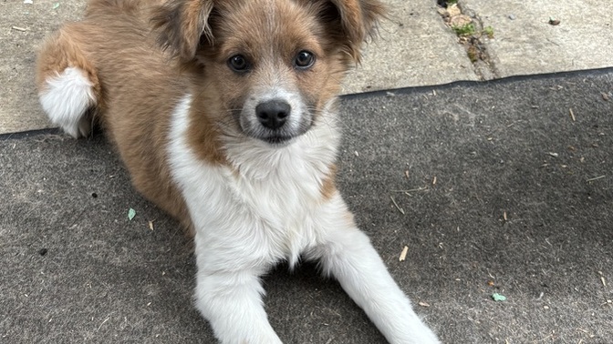 Do you like dogs more than humans?