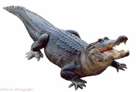 Will a SUPPORT ALLIGATOR survive in the wild?