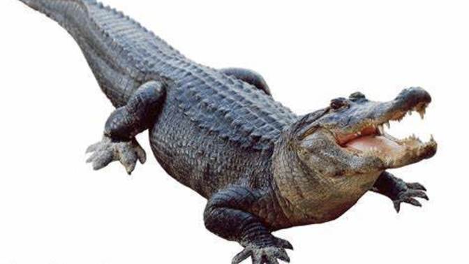 Will a SUPPORT ALLIGATOR survive in the wild?