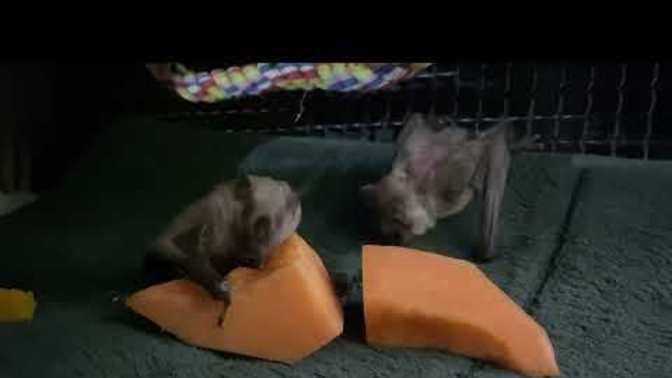 Which bat are you: The one who always “keeps an eye out” or the one who just “goes for it”?