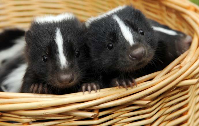 Guys, convince me that skunks dont talk to each other, OK?