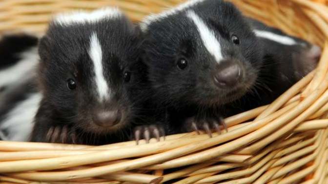 Guys, convince me that skunks don't talk to each other, OK?