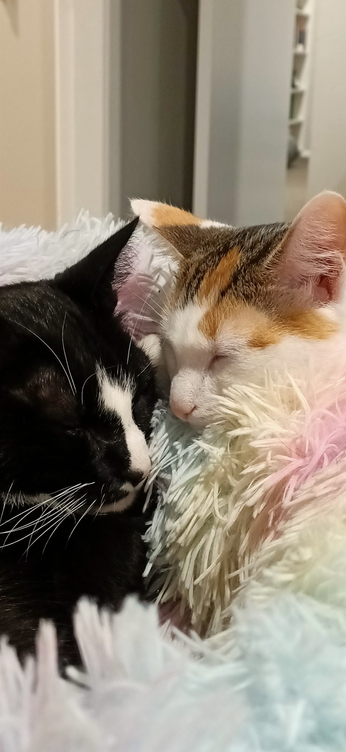 Why do people like cats?