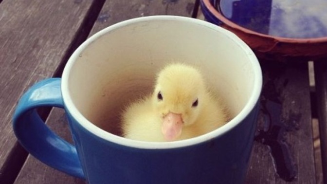 Is a duck in a cup important?