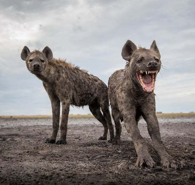Do spotted hyenas deserve their own horror movie or not?