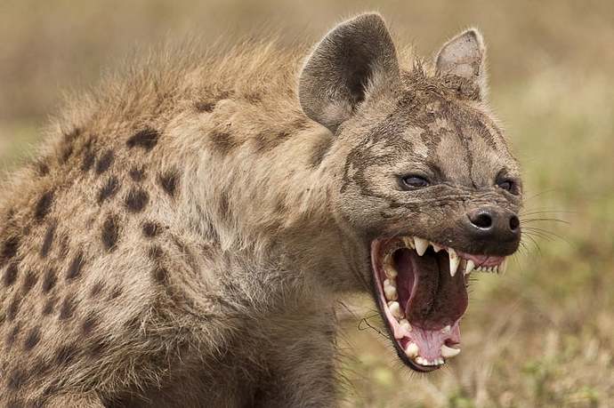 Do spotted hyenas deserve their own horror movie or not?