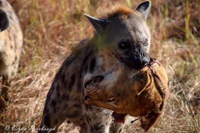 Do spotted hyenas deserve their own horror movie or not?