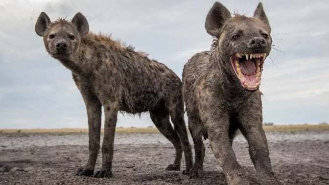 Do spotted hyenas deserve their own horror movie or not?