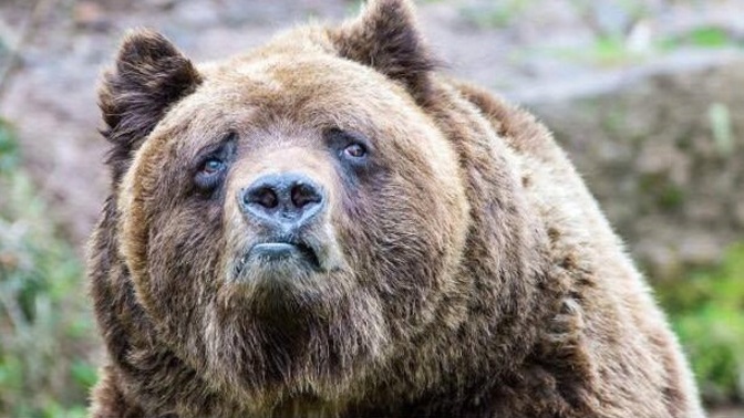 If YOU were the bear who would you rather be alone with in the woods: man or woman?