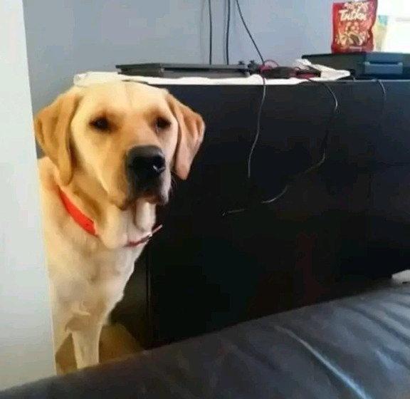 Can everyone please say hi to our new rescue lab copper?