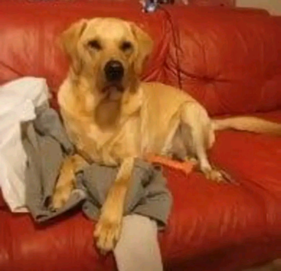 Can everyone please say hi to our new rescue lab copper?