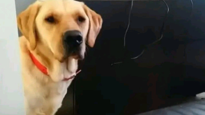 Can everyone please say hi to our new rescue lab copper?