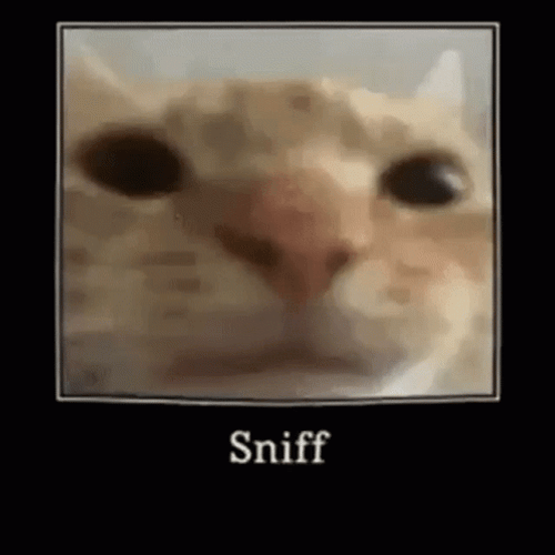 sniff