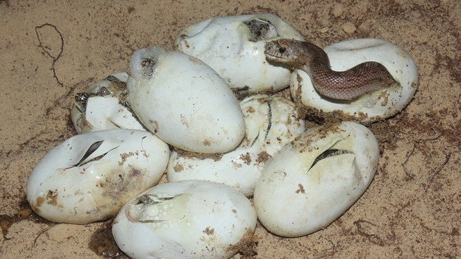 If soul is assigned the body upon conception, what happens to all souls of fertilized eggs that don't hatch?