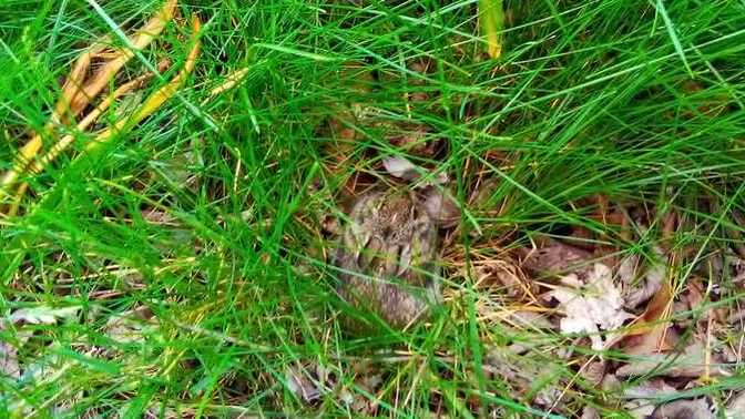Who wants to see the brand new baby bunny pics?