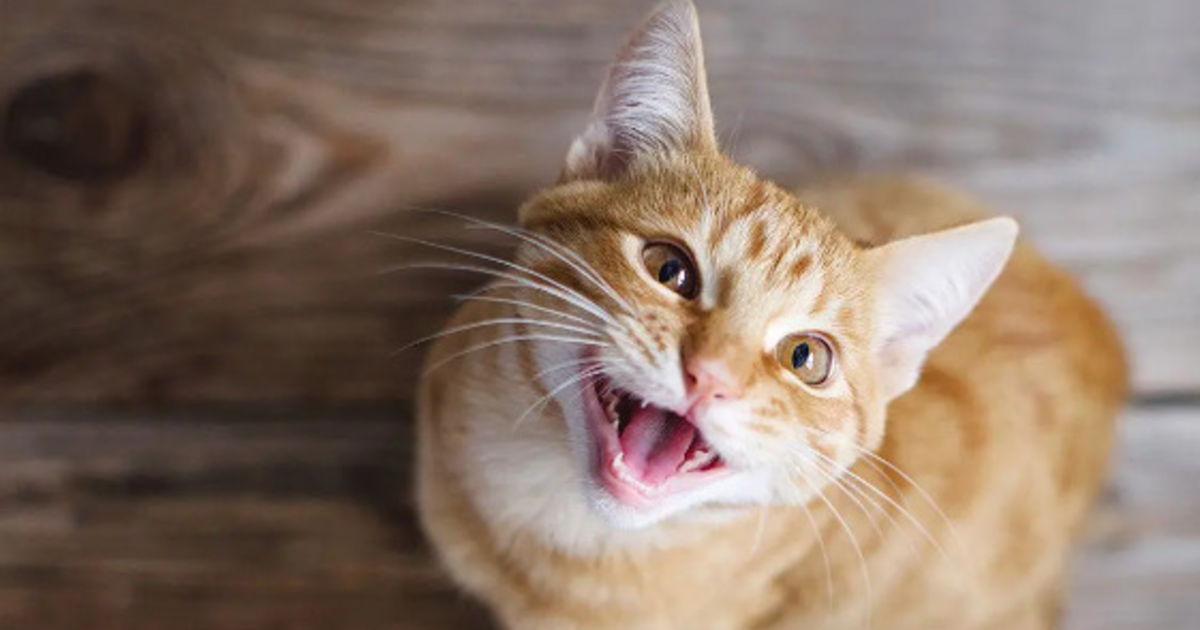 Why is my cat so whiny? GirlsAskGuys