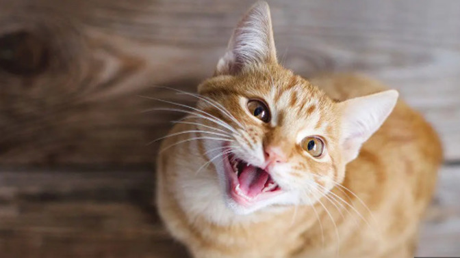 Why is my cat so whiny?
