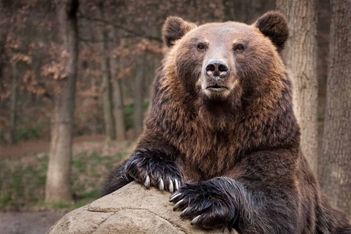 New twist to the bear question?