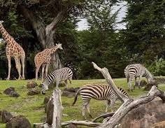What’s your favorite animal to see at the zoo?