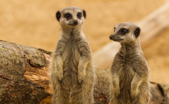 What’s your favorite animal to see at the zoo?