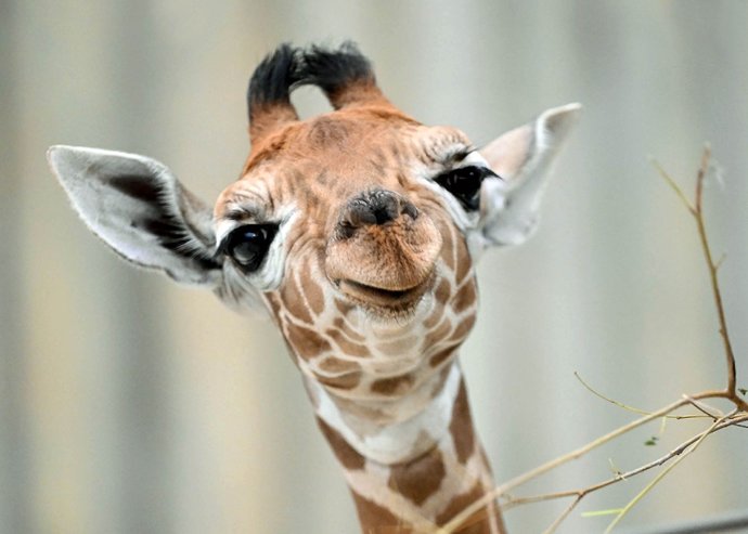 What’s your favorite animal to see at the zoo?