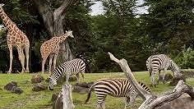 What’s your favorite animal to see at the zoo?
