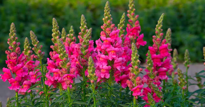 If YOU Were A TREE Or A PLANT What Kind Of Tree Or Plant Would You Be?