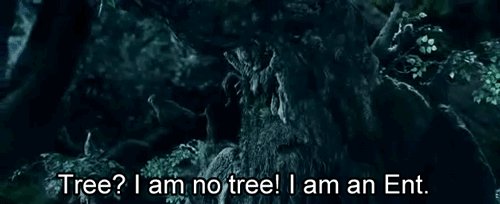 If YOU Were A TREE Or A PLANT What Kind Of Tree Or Plant Would You Be?