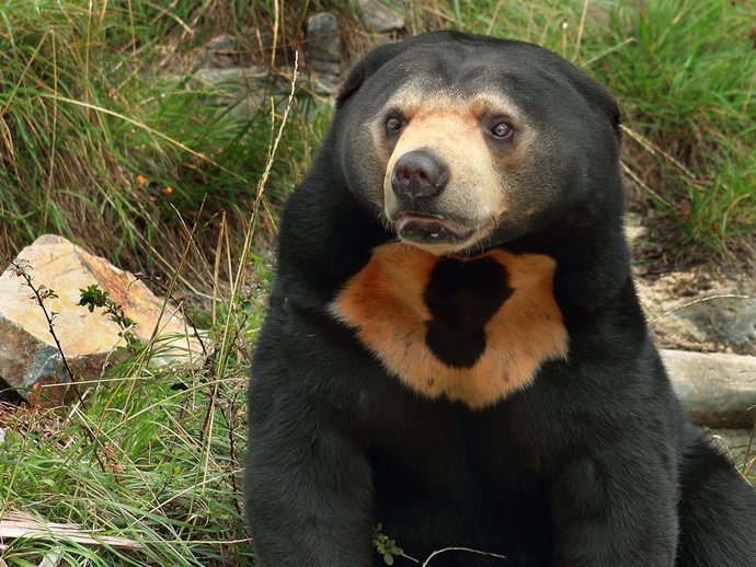 Whats your favorite bear?