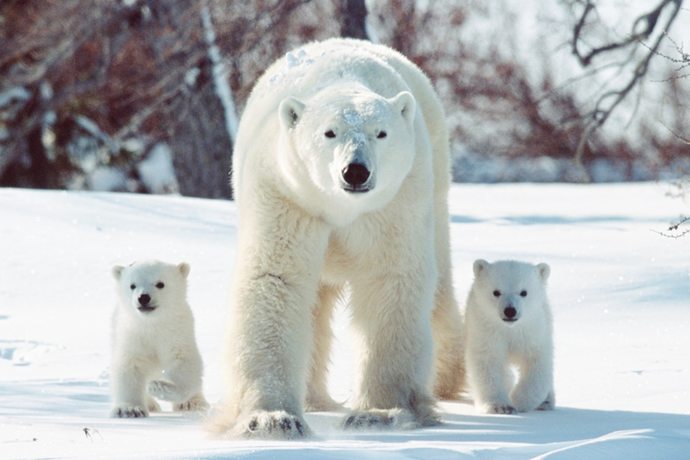 Whats your favorite bear?
