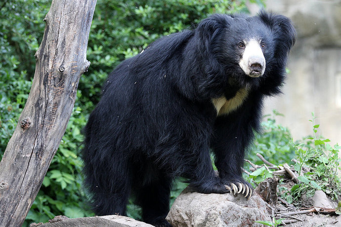 Whats your favorite bear?