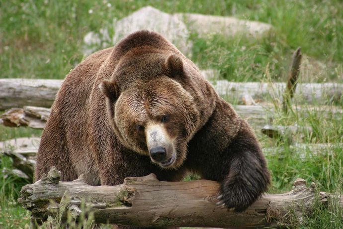 Whats your favorite bear?