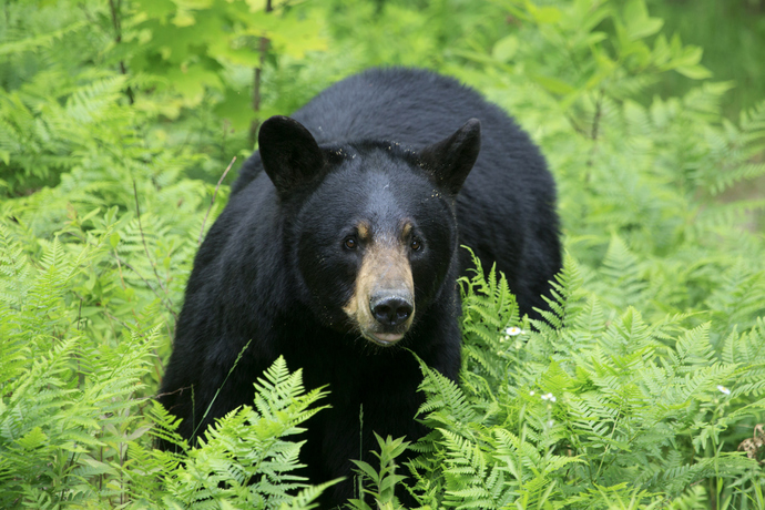 Whats your favorite bear?