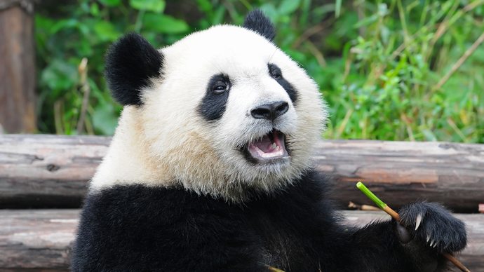 Whats your favorite bear?