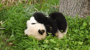 Whats your favorite bear?