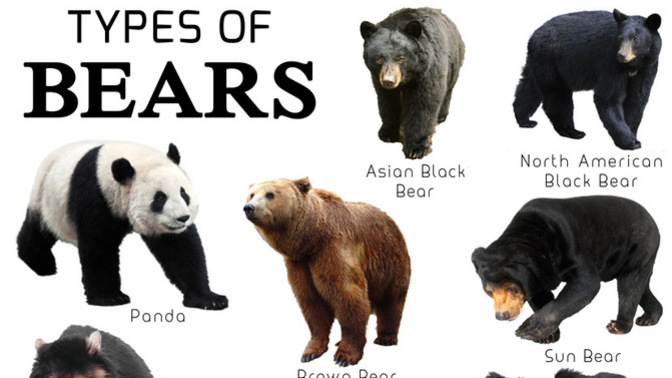 Whats your favorite bear?
