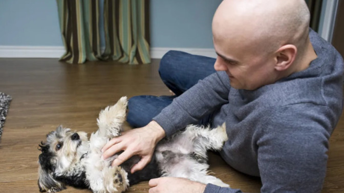 Why does my dog whine when I pet him?