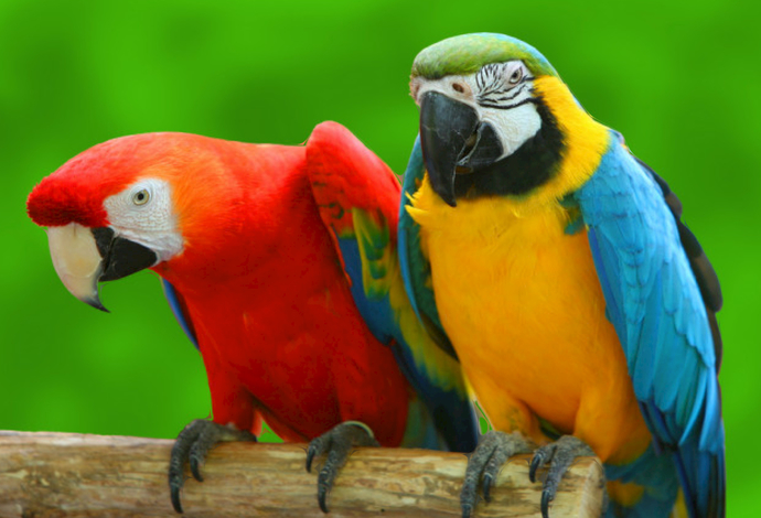 If Your Pets Could Talk Like Parrots What Naughty Or Nice Things Would You Teach Them Say?