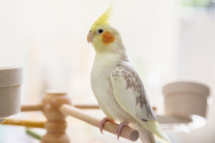 If Your Pets Could Talk Like Parrots What Naughty Or Nice Things Would You Teach Them Say?