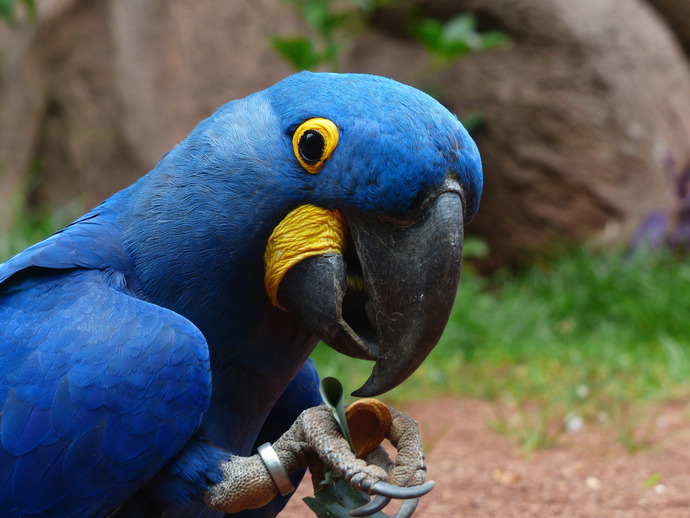 If Your Pets Could Talk Like Parrots What Naughty Or Nice Things Would You Teach Them Say?