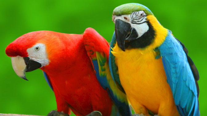 If Your Pets Could Talk Like Parrots What Naughty Or Nice Things Would You Teach Them Say?