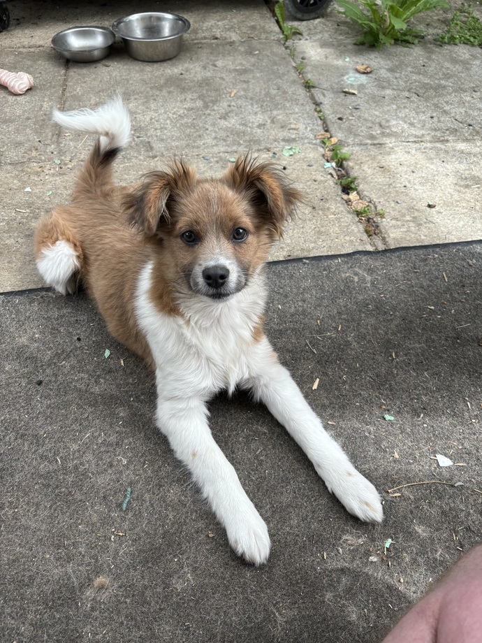 Which of my dogs is the cutest ?