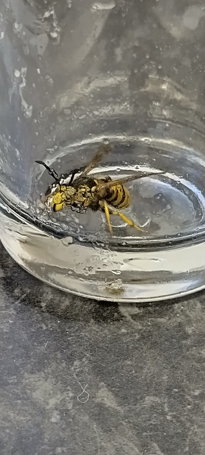 What type of Wasp is this?