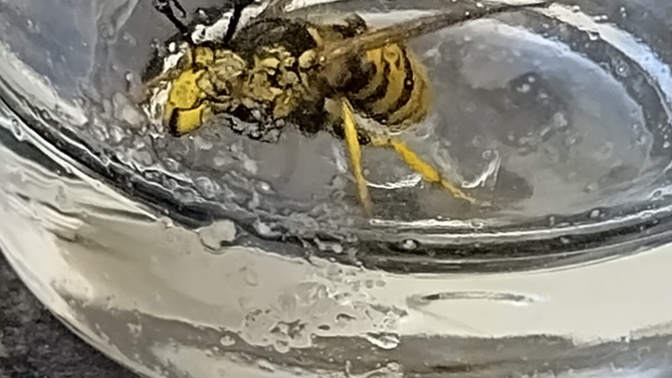 What type of Wasp is this?