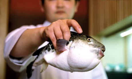 How do I prepare fugu?