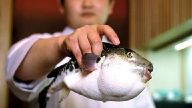 How do I prepare fugu?