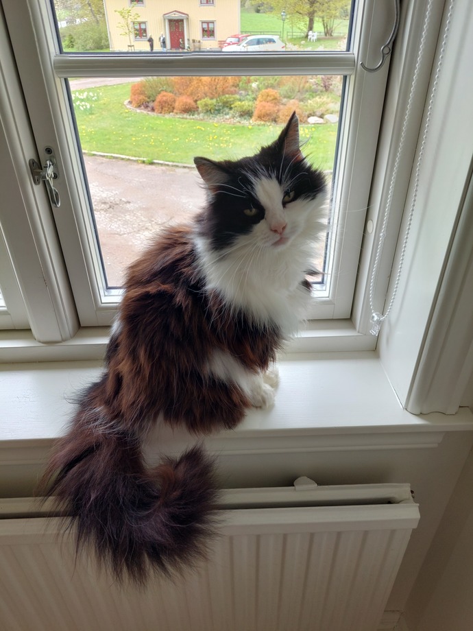 My cat Taffy.