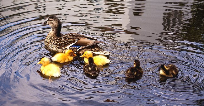 Girls, how many of you are mothers?