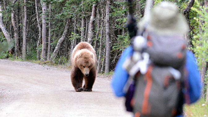 If you were actively being attacked by a bear, who is more likely to try and save you?