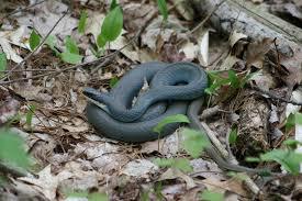 Blue Racer